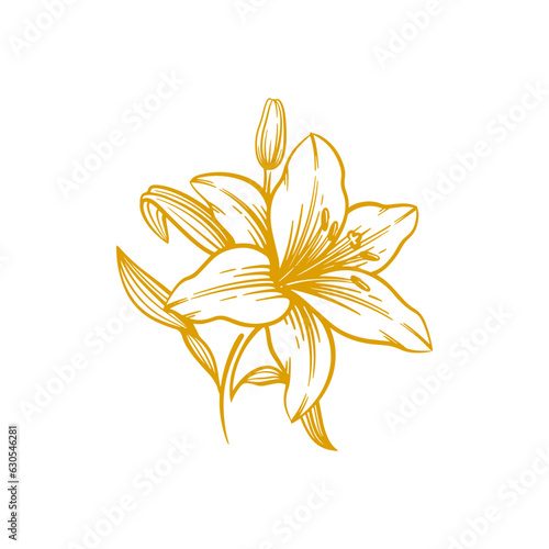 Hand drawn lily flower. Lily flower line art vector illustration