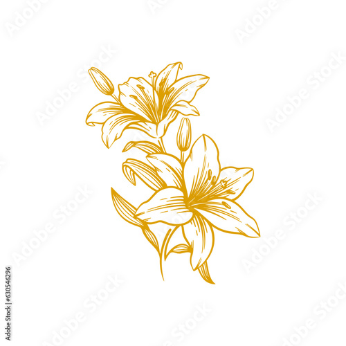 Hand drawn lily flower. Lily flower line art vector illustration