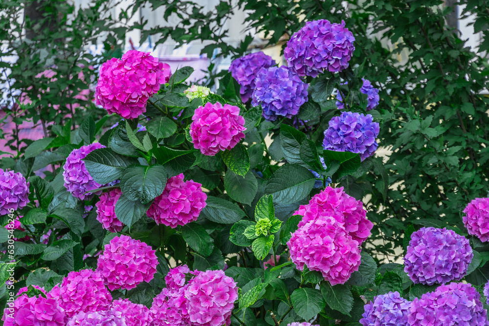 Blue-pink flowers of large-leaved hydrangea. Pink and blue hydrangea flowers. A bush of blooming multicolored hydrangeas with flowers on the branches and green leaves. In summer, hydrangea blooms. Blue-pink flowers of large-leaved hydrangea. Pink and blue hydrangea flowers. A bush of blooming multicolored hydrangeas with flowers on the branches and green leaves. In summer, hydrangea blooms.