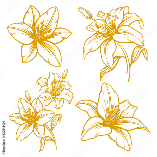 Set of hand drawn lily flower illustration. Lily flower line art collection