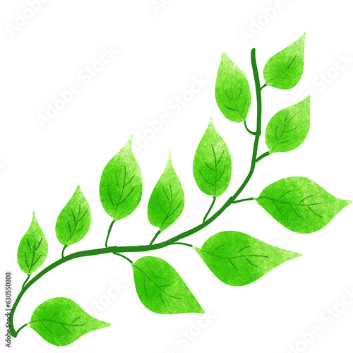 green leaves isolated on white