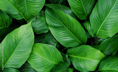 leaves of Spathiphyllum cannifolium, abstract dark green texture