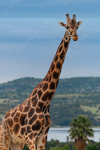 Photography Giraffe in the zoo