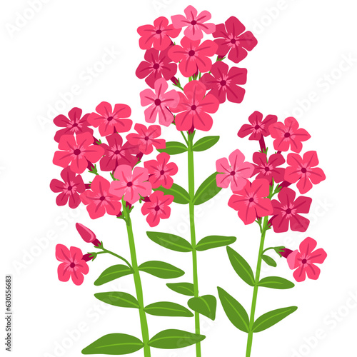 Phlox  vector drawing flowers at white background  hand drawn botanical illustration