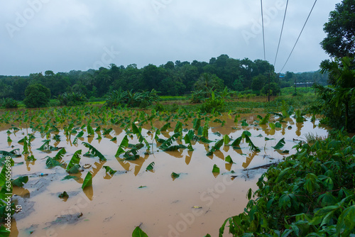 Kerala flood 2019