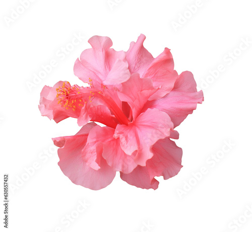 Shoe Flower or Hibiscus or Chinese rose flower. Close up of pink hubiscus flower bouquet isolated on transparent background photo