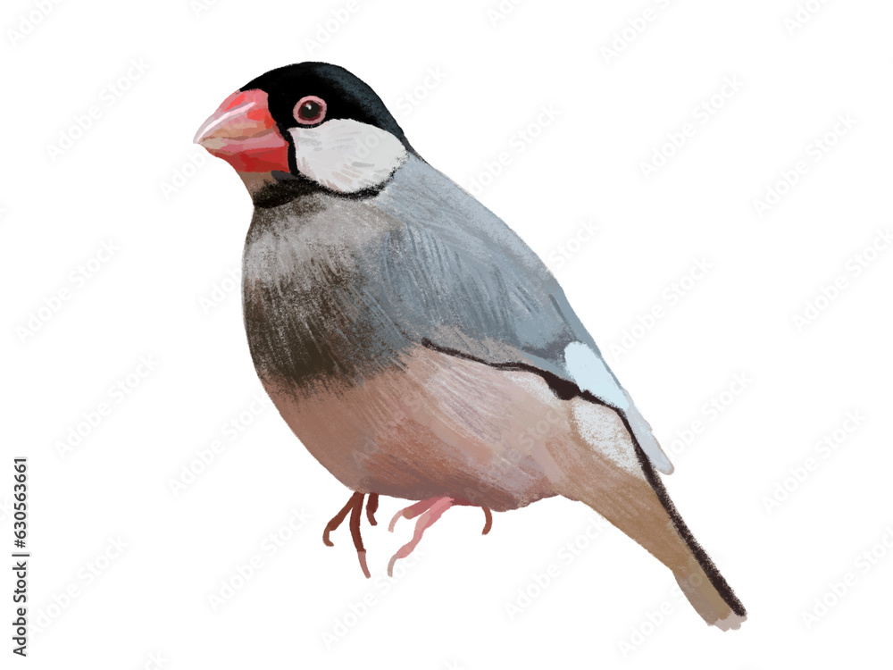 さくら文鳥」の写真素材 | 93件の無料イラスト画像 | Adobe Stock