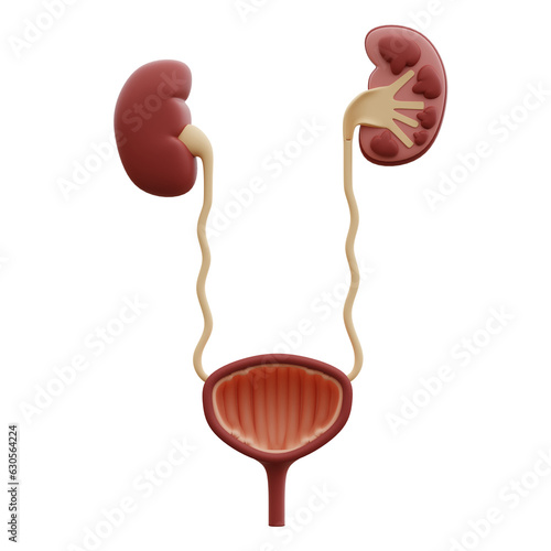 urinary tract 3d illustration photo