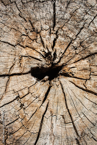 Textura de madera