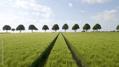 Low aerial dolly overhead a wheat field with tractor lines and perfect trees in Germany photo