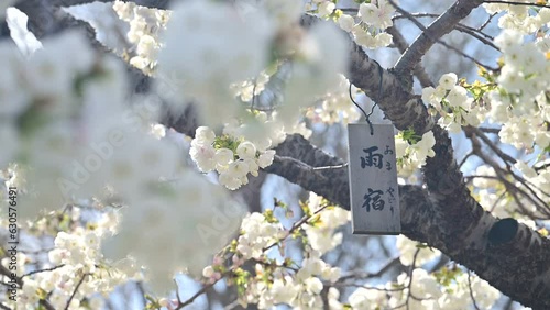 松前桜