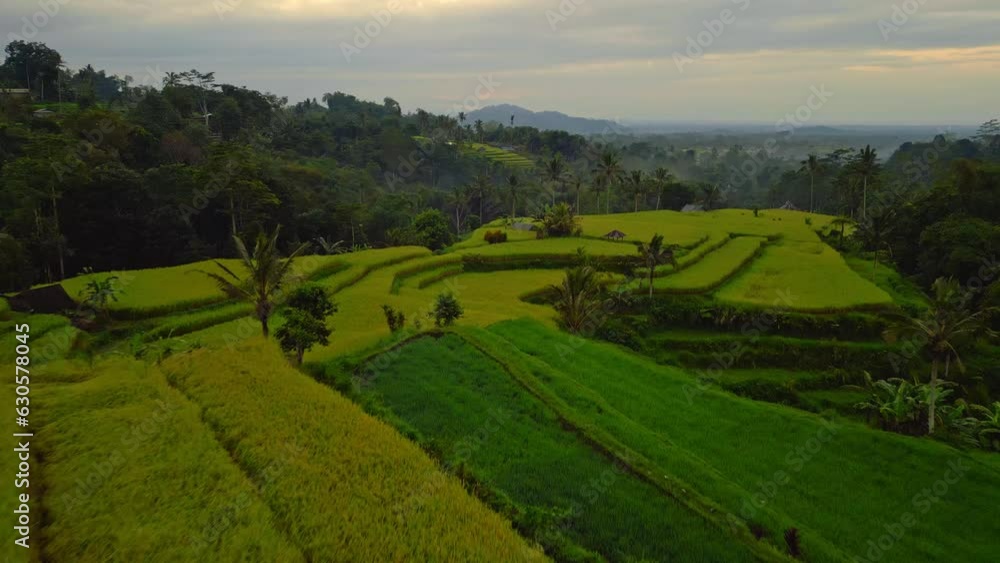 Layered rice fields in Indonesia. Surrounding forest. Clear blue sky Layered rice fields in Indonesia. Surrounding forest. Clear blue sky