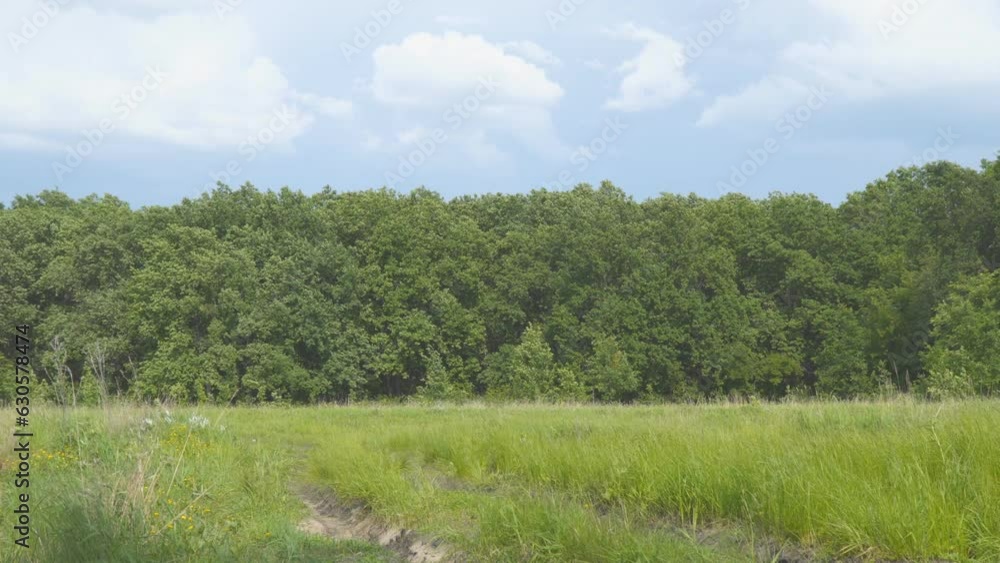 Forest in front of a meadow in windy weather. The wind swings the branches of the trees. Camera panning Forest in front of a meadow in windy weather. The wind swings the branches of the trees. Camera panning