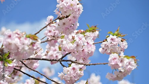 桜と青空
