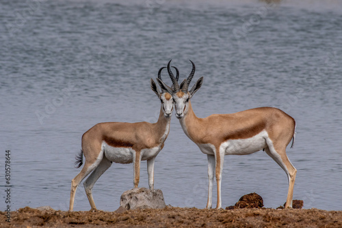 Springboks at aa waterhole photo