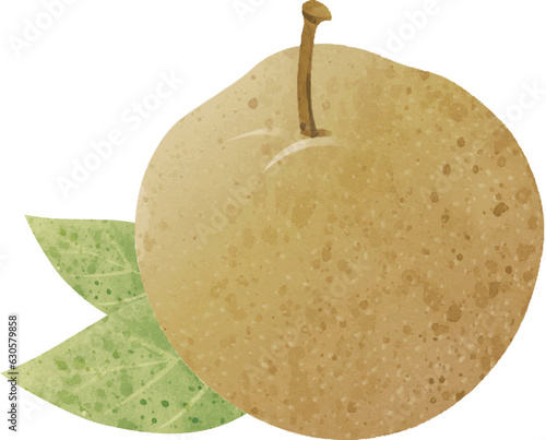 秋　果物　梨　なし　ナシ　フルーツ　水彩　イラスト素材