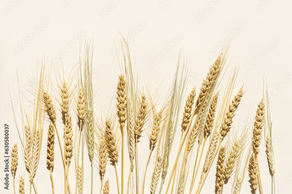 Top view ears of cereal crops with awns, durum wheat, rye, barley grain crop at sunlight on beige background. Flat lay with ears of wheat on table, minimal still life, harvest concept Top view ears of cereal crops with awns, durum wheat, rye, barley grain crop at sunlight on beige background. Flat lay with ears of wheat on table, minimal still life, harvest concept