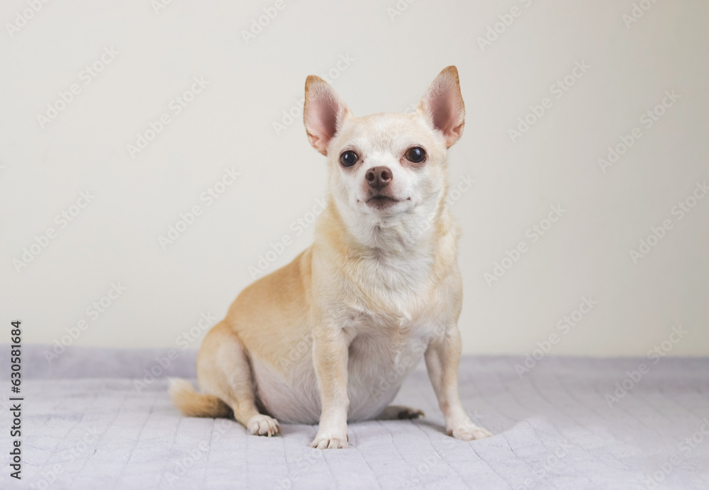 brown short hair Chihuahua dog sitting on gray blanket and white background.