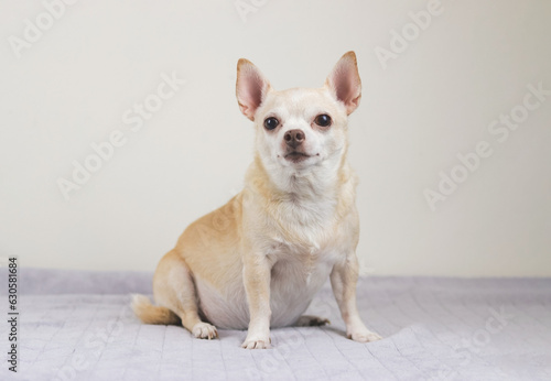 brown short hair Chihuahua dog sitting on gray blanket and white background. © Phuttharak