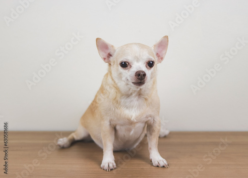 brown short hair Chihuahua dog sitting on wooden floor  and white background. © Phuttharak