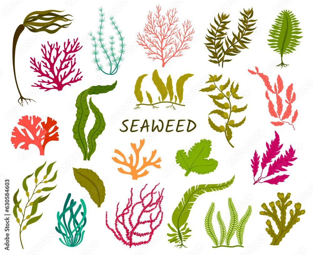 Underwater seaweed plants. Corral reef flora, isolated aquatic plant