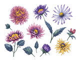set of watercolor aster flower on transparent background