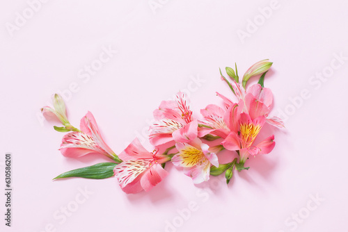 alstroemeria flowers on pink background