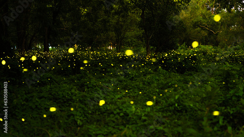 City of fireflies, Prachinburi, Thailand, go for a living in the evening. A lot of fireflies are a special season as a natural phenomenon. Long shutter speeds may cause noise. photo