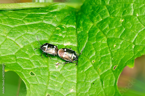 Kohlwanze (Eurydema oleracea) photo