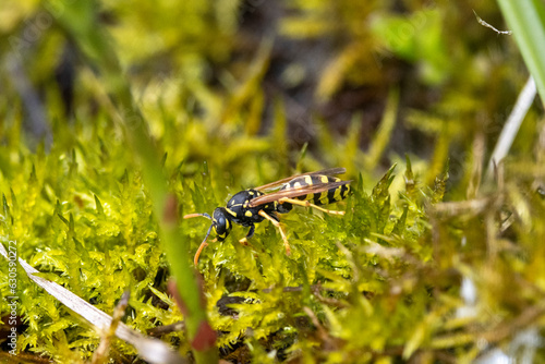 Gallische Wespe (Polistes dominula) photo