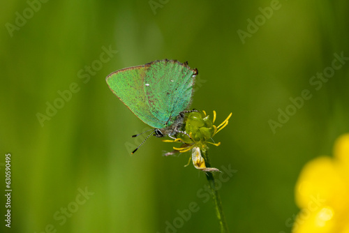 Grüne Zipfelfalter (Callophrys rubi), auch Brombeer-Zipfelfalter photo