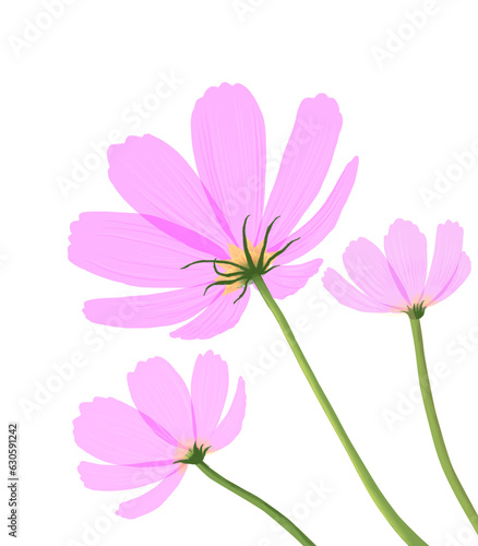 Pink cosmos illustration from bottom view