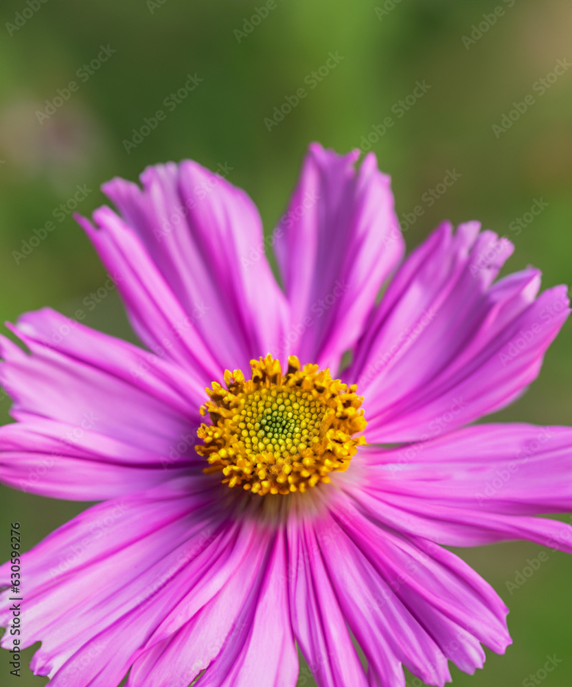 the most beautiful cosmos flower in the world