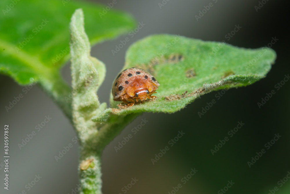 Reddish-brown beetle on a leaf in the garden