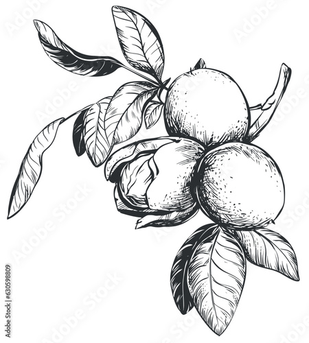 Walnuts are hand drawn. Vector illustration in engraving technique. Ingredient for nut paste, butter, Nocino liqueur. For packaging design. Linear ink drawing.