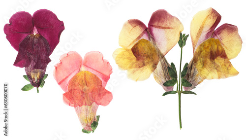 Pressed and dried flower snapdragons or antirrhinum, isolated on white background. For use in scrapbooking, floristry or herbarium. photo