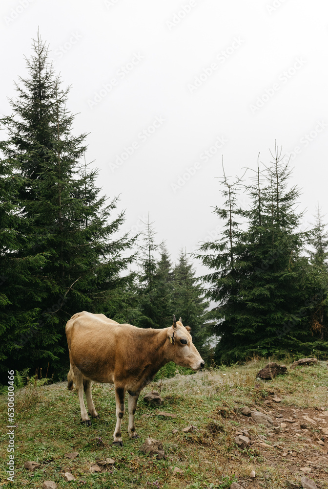 Rural Landscape: a cow is grazing in a meadow amidst mountains, in foggy weather. Rural Landscape: a cow is grazing in a meadow amidst mountains, in foggy weather.