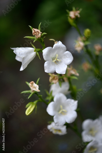 White bell flowers. Campanula persicifolia. Campanulaceae.