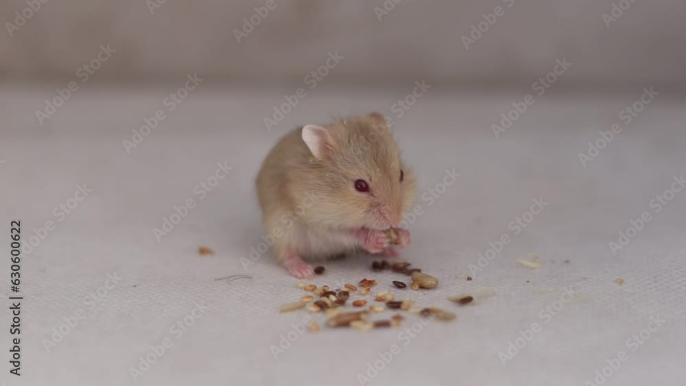 A one-week-old blond Siberian hamster puppy eats kernels and seeds in this adorable stock footage. The hamster is very cute and playful, blurred background A one-week-old blond Siberian hamster puppy eats kernels and seeds in this adorable stock footage. The hamster is very cute and playful, blurred background