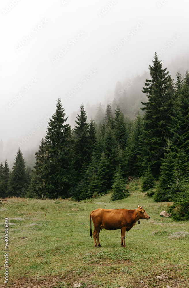 Rural Landscape: a cow is grazing in a meadow amidst mountains, in foggy weather. Rural Landscape: a cow is grazing in a meadow amidst mountains, in foggy weather.