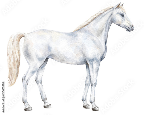 White horse standing in profile animal illustration.