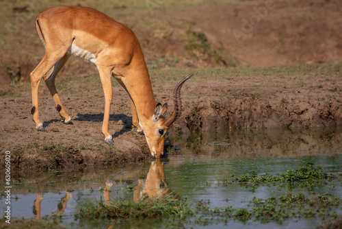 Slika na platnu Male impala antelope drinking at a waterhole