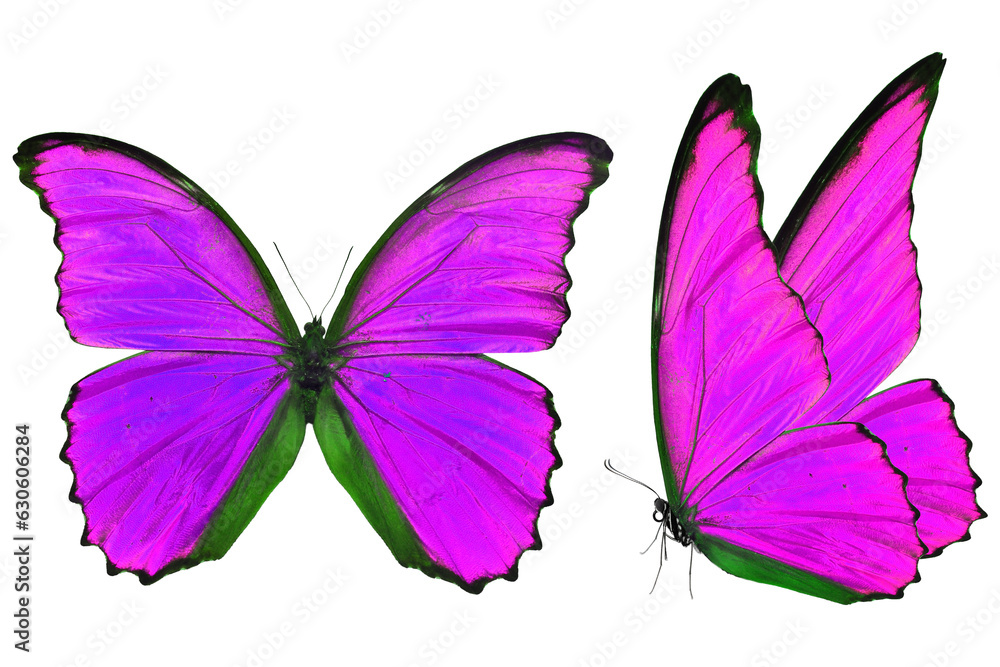 Obraz premium purple morpho butterfly