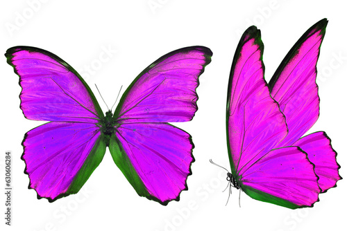 purple morpho butterfly