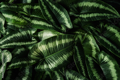 Green leaf background  abstract dark green texture  nature background  tropical leaf.