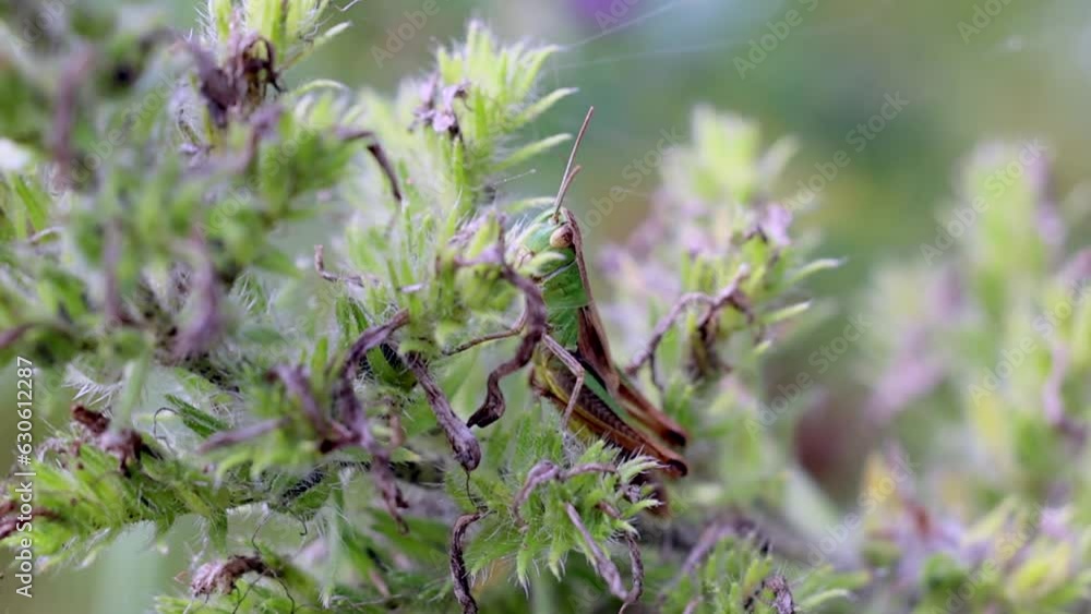 Close up shot of camouflaged Grasshopper Locust resting on plant in nature Close up shot of camouflaged Grasshopper Locust resting on plant in nature