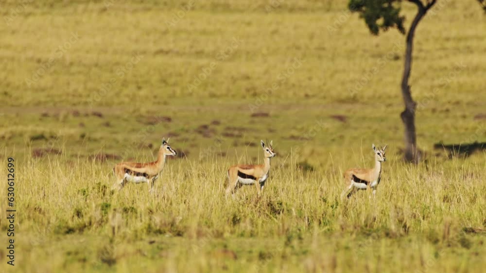 Slow Motion of Alert Thomsons Gazelle Alarm Call While Cheetah Hunting on a Hunt in Africa, African Wildlife Safari Animals in Masai Mara, Kenya in Maasai Mara, Amazing Animal Behavior Slow Motion of Alert Thomsons Gazelle Alarm Call While Cheetah Hunting on a Hunt in Africa, African Wildlife Safari Animals in Masai Mara, Kenya in Maasai Mara, Amazing Animal Behavior