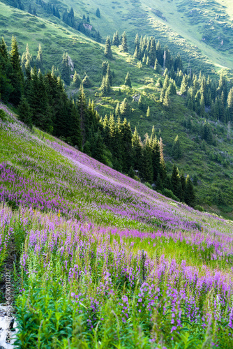 a blooming field of flowers in the mountains. flowering in the mountains