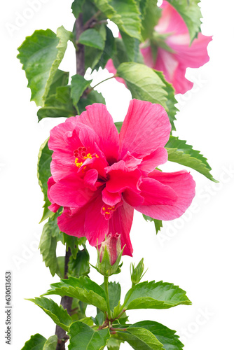 Red hibiscus flower, chinese rose or thailand call chaba bloom on tree in the garden isolated on white background included clipping path. photo