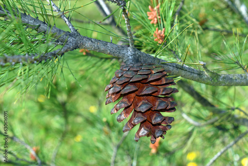 Macedonian pinecones (Pinus peuce), species native to the Balkans photo